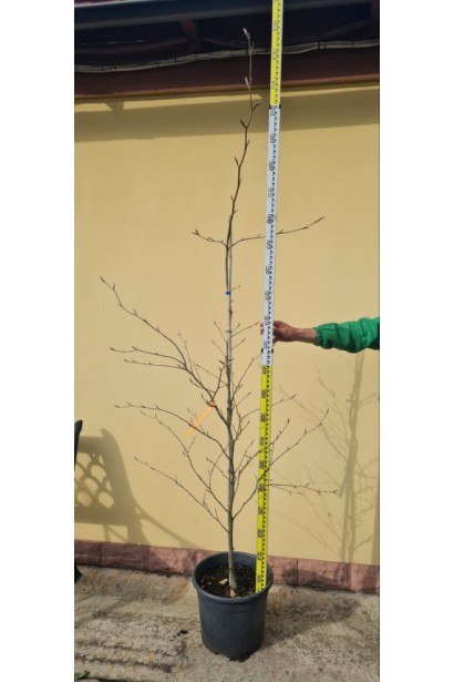 Бук лісовий Пурпуреа Триколор -35л/вис.160-220см/Ø40-80см